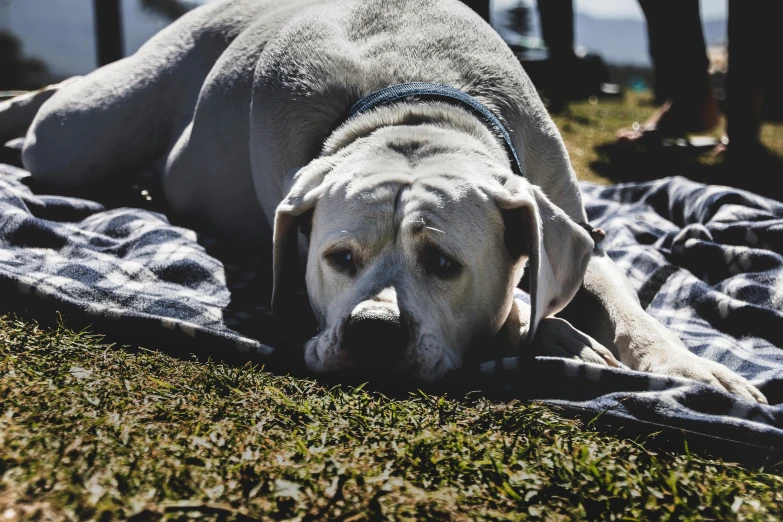 the dog is laying on a blanket outside