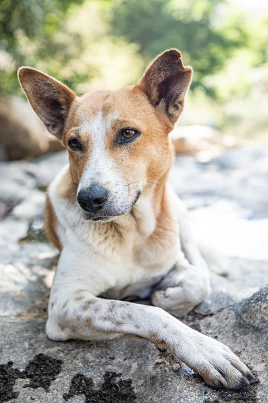 a brown dog is sitting on a rock