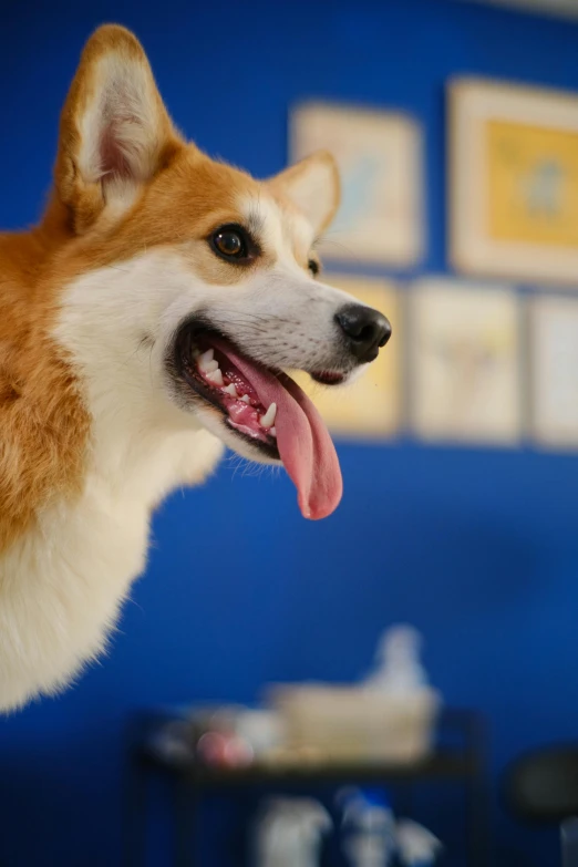 a very cute dog with it's tongue out