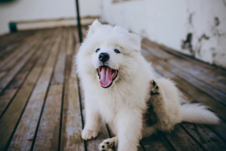 a white dog sitting on top of a wooden deck