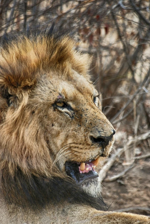 a lion with its mouth open in front of trees