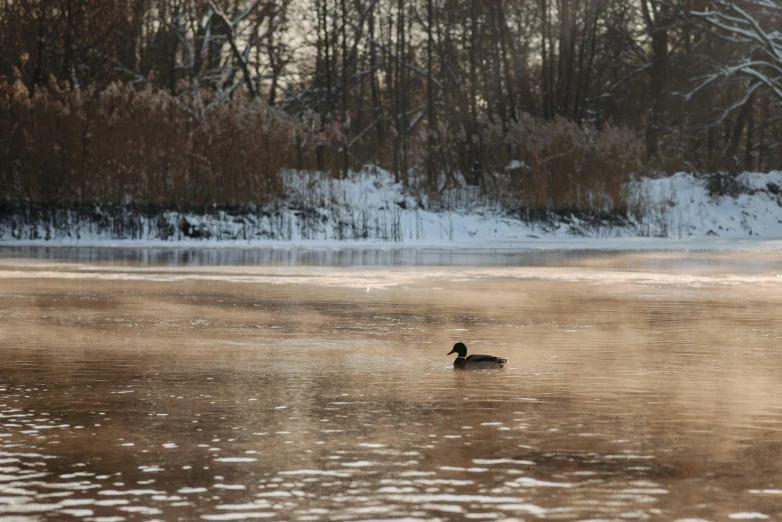 a duck swimming across a frozen pond next to some trees