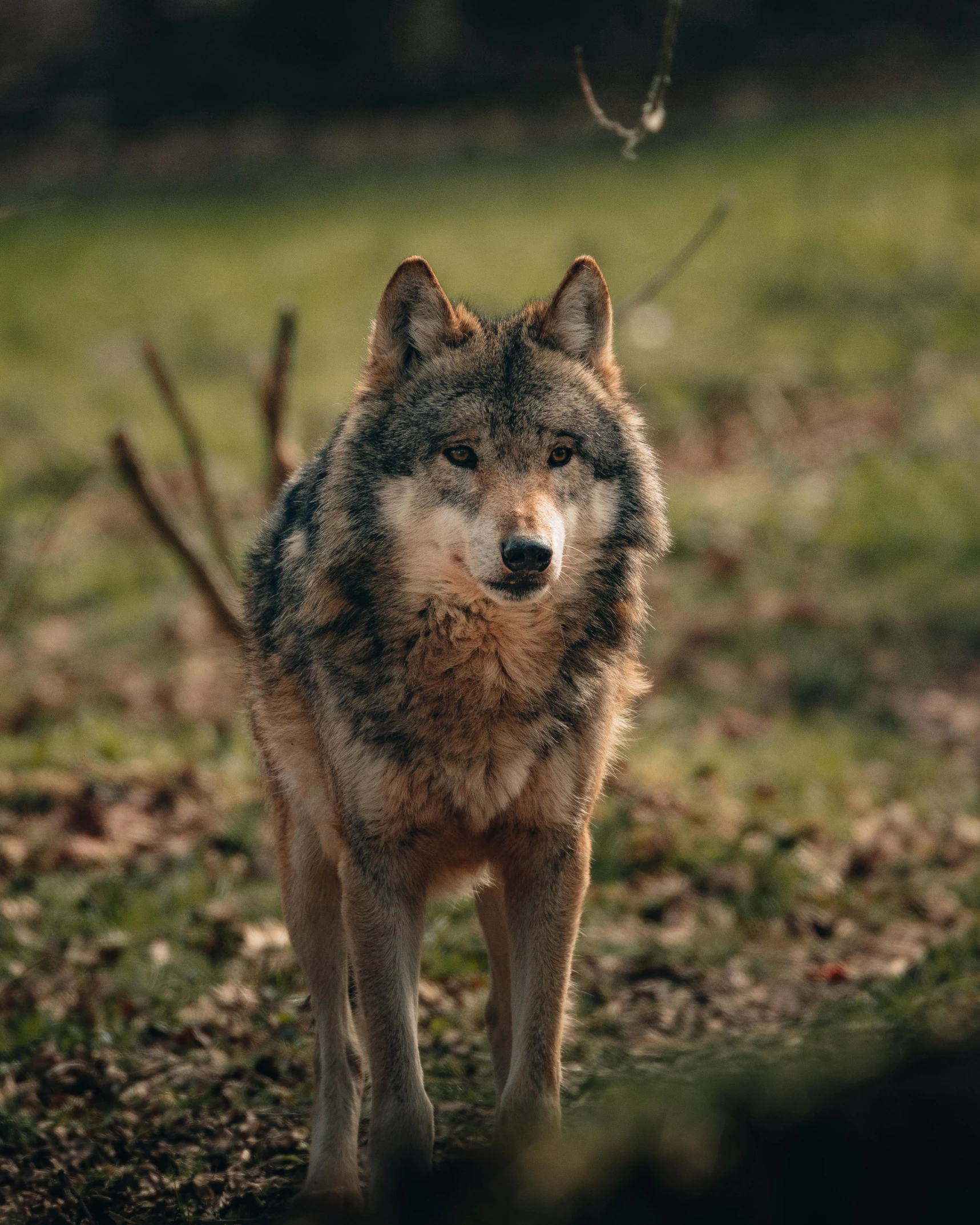 a large wolf walking around in the grass