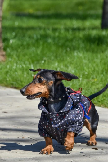 a small dog in a sweater is running down the street