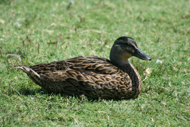 a duck sitting on some grass in the sun