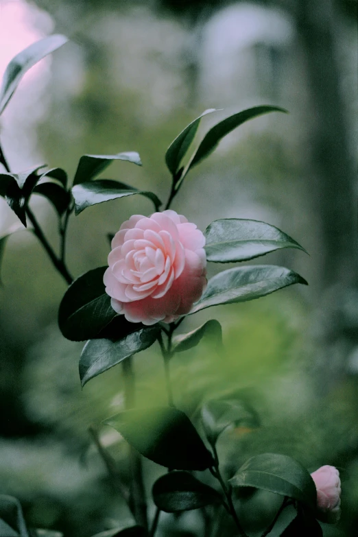 a pink flower on the stem of a bush