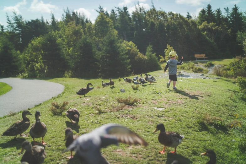 a boy feeding birds and playing in the field