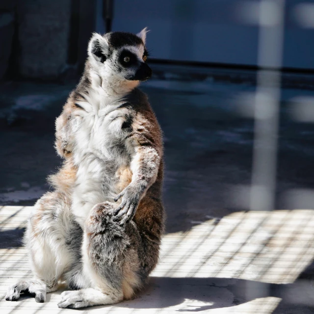 the lemur is standing upright on his hind legs