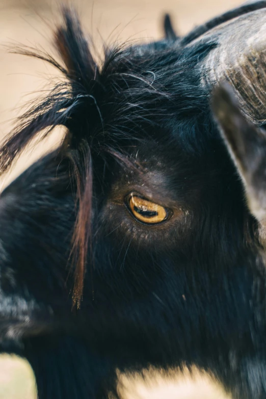 a close up image of the face and ears of a black sheep