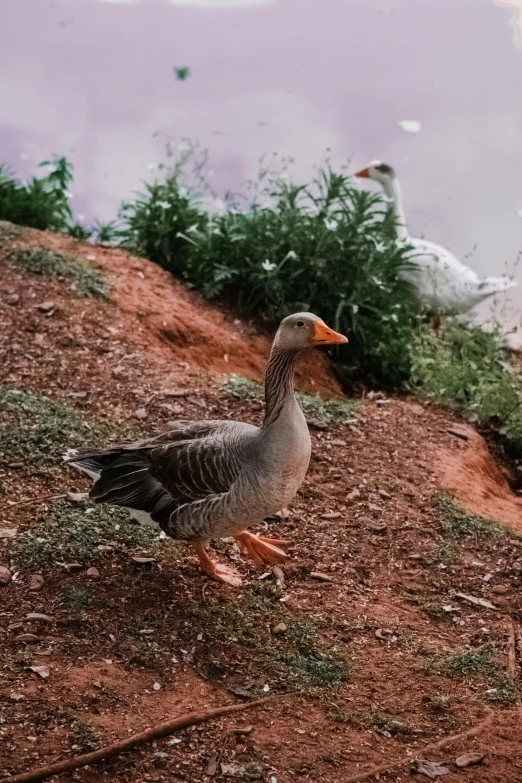 a goose sitting on the ground with another duck