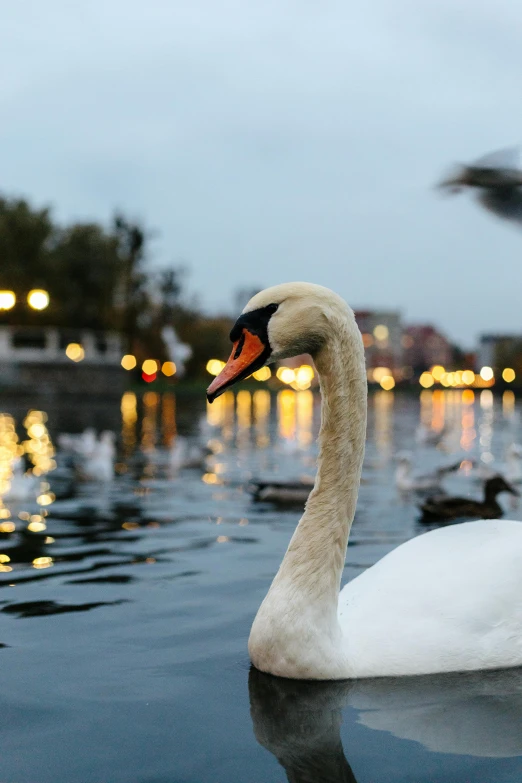 a white swan floating in the water with ducks