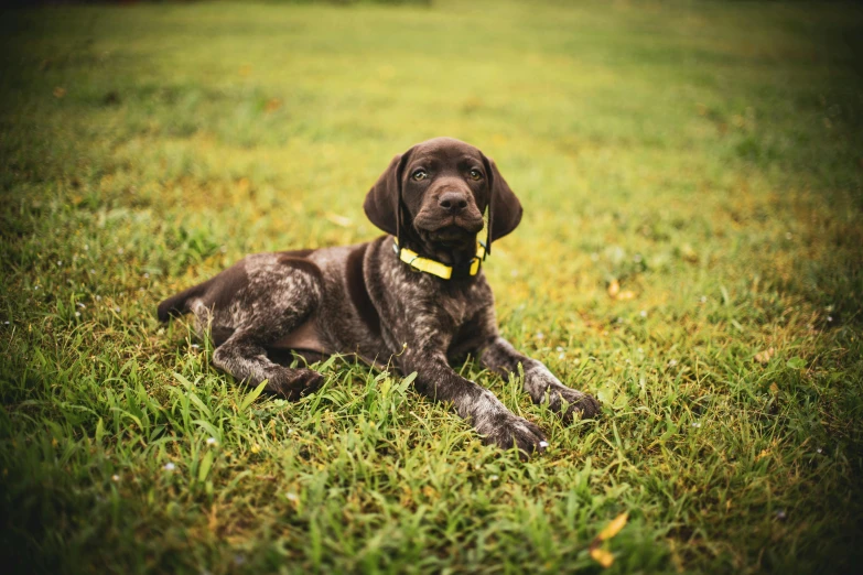 a brown dog laying in a field of grass