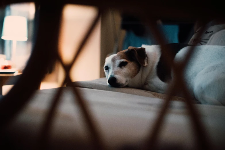 a dog looking sad in the dark of night