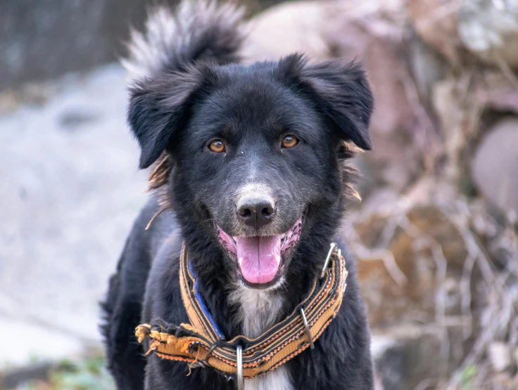 a dog is standing on some rocks