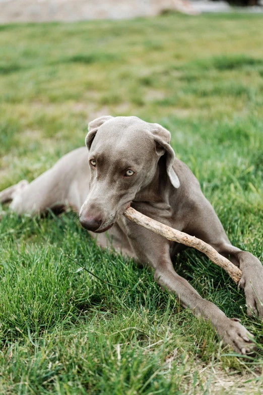 a dog holding a stick in its mouth while laying on the ground