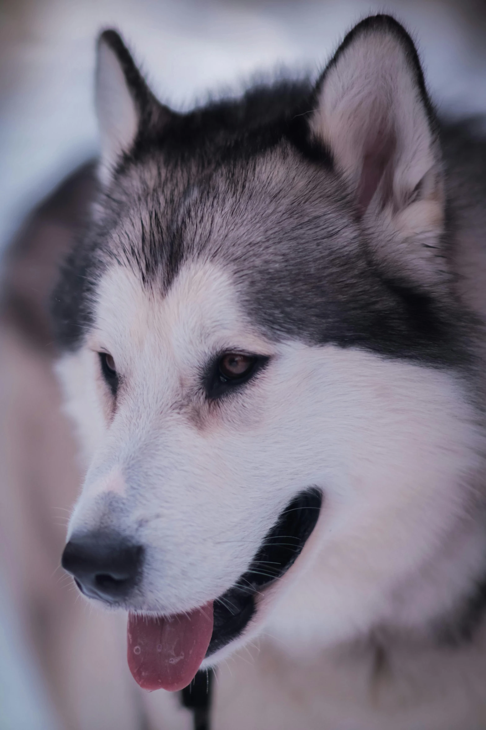 a husky is standing and smiling at the camera