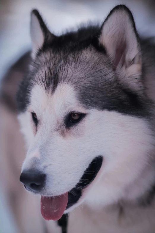 a husky is standing and smiling at the camera