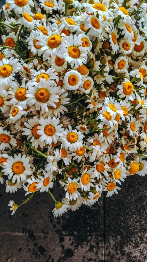 there are several bunches of wild flowers in this picture