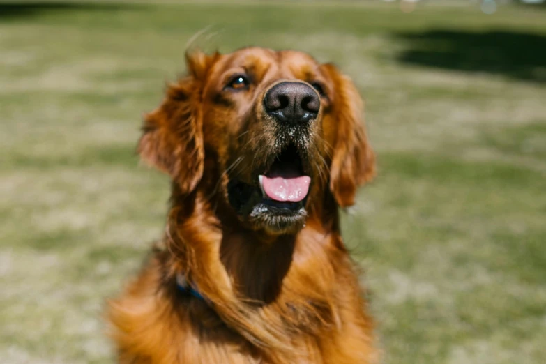 a large brown dog looks up with it's tongue out