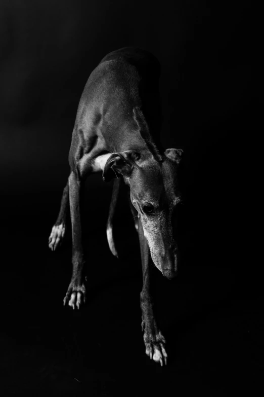 a dog standing in the dark looking around