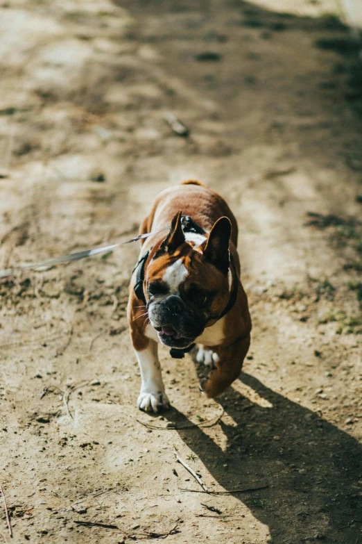 a brown and white dog running on top of a dirt road