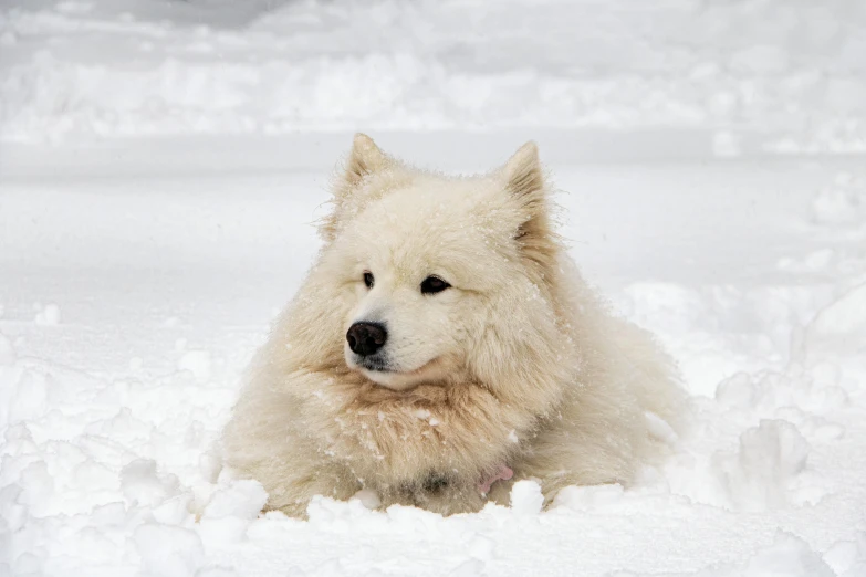 a fluffy dog laying in the snow