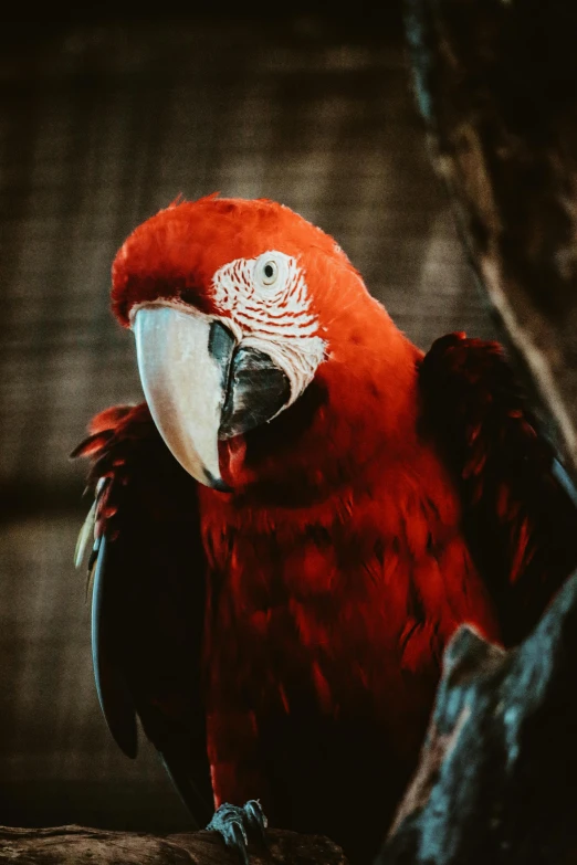 a bright red parrot is sitting on a nch