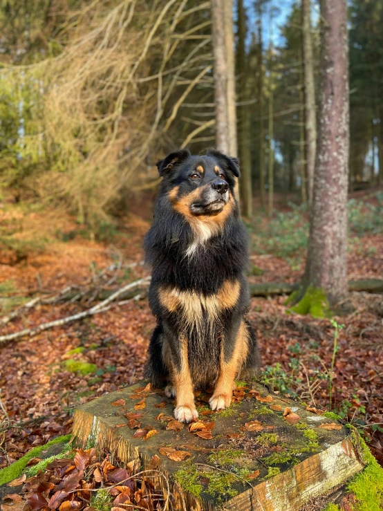 a dog sits on a tree stump in a woods