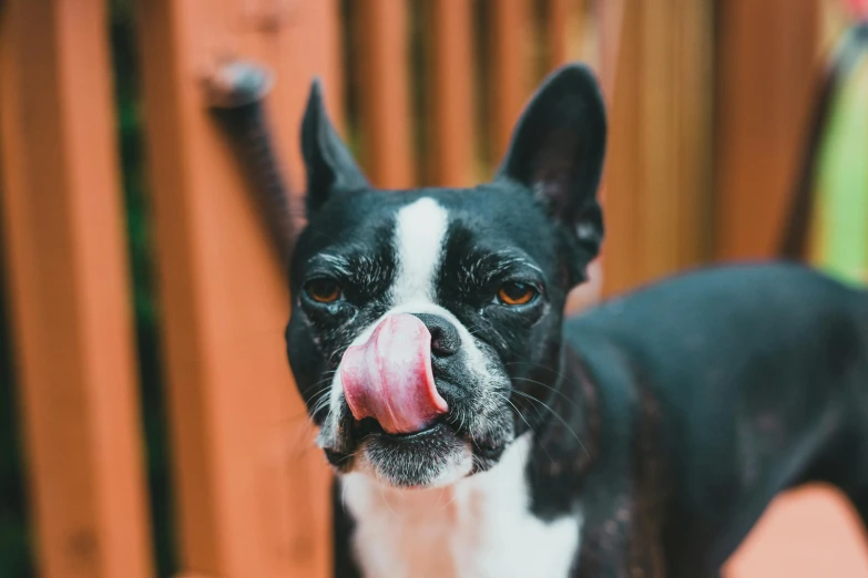 a dog sticking his tongue out near the camera