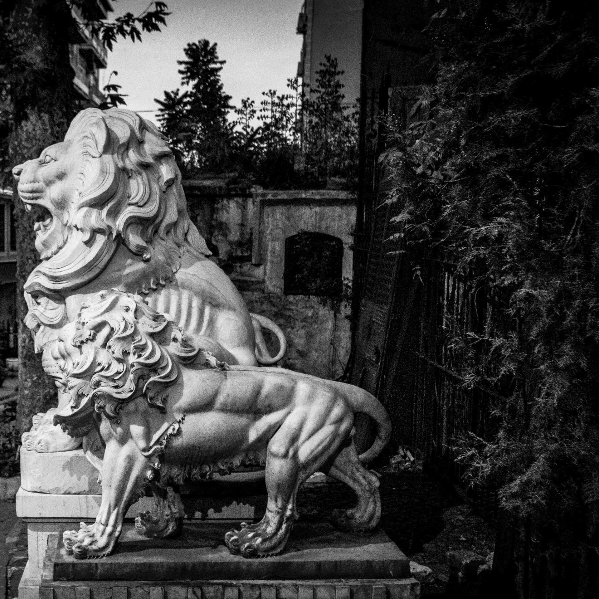 black and white pograph of a lion statue in front of a building