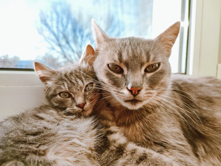 two cats sit on a windowsill looking out