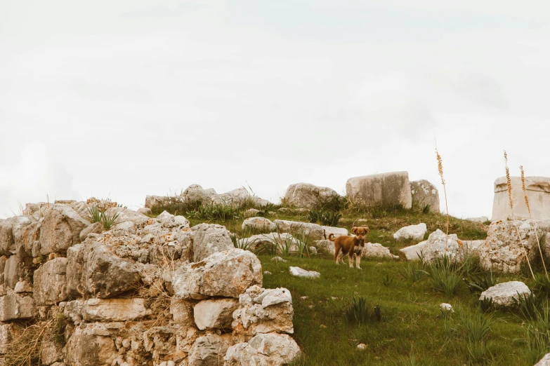 the animal is walking on some rocks near some trees