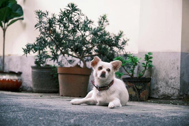 small white dog laying on top of a cement floor next to plants