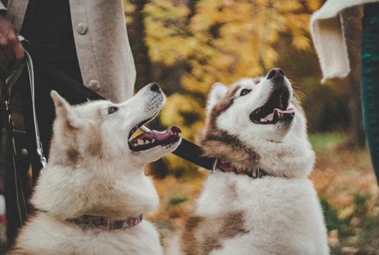 a couple of dogs with their faces in the air