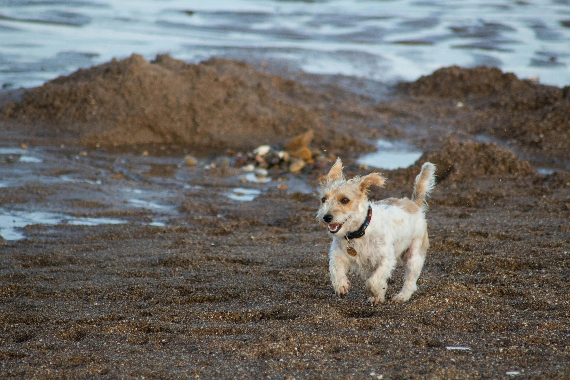 dog walking along the beach, during high tide