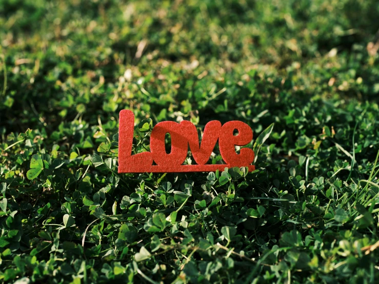 red cut out word love in green leaves