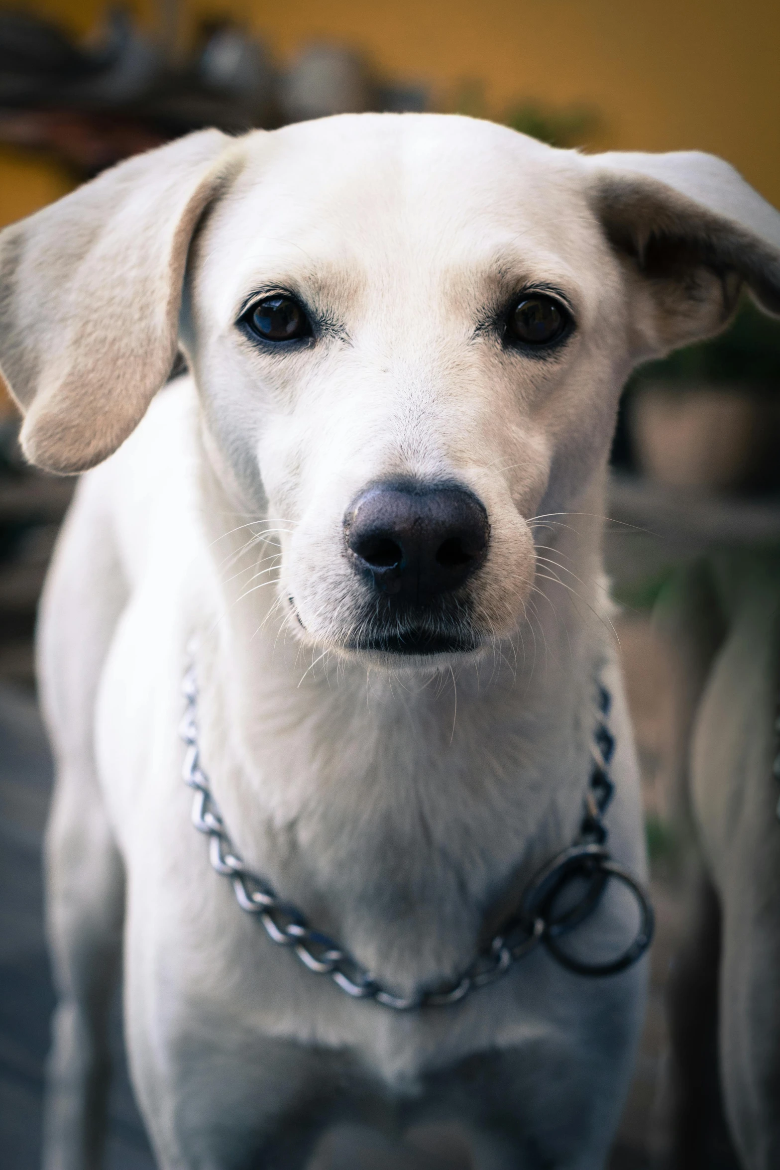 a large white dog is standing in front of a house