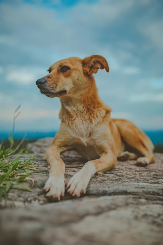 the dog is sitting on top of the rock