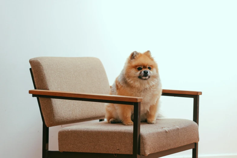 dog sitting in chair with wooden frame and seat