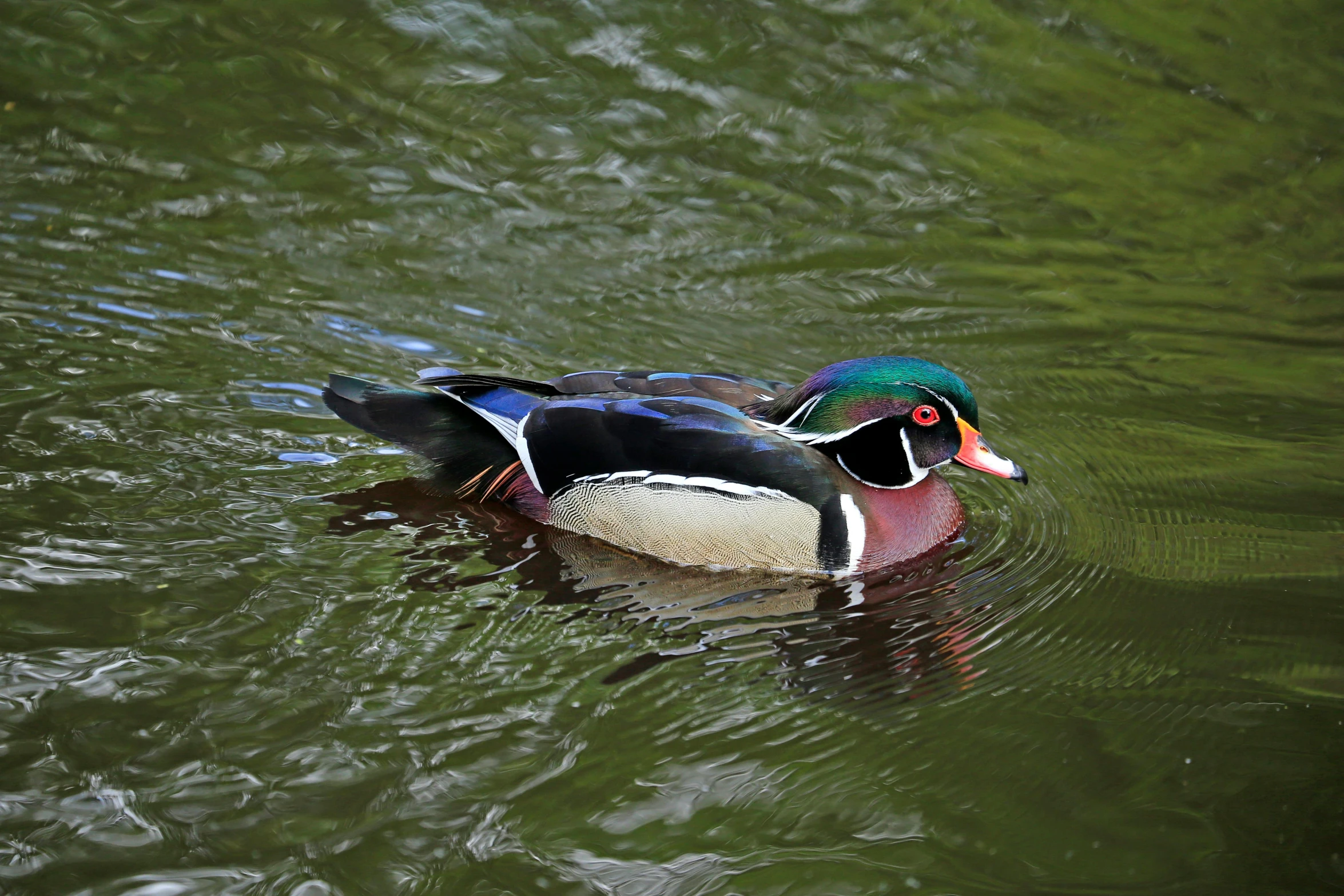 a large duck floating on top of a pond