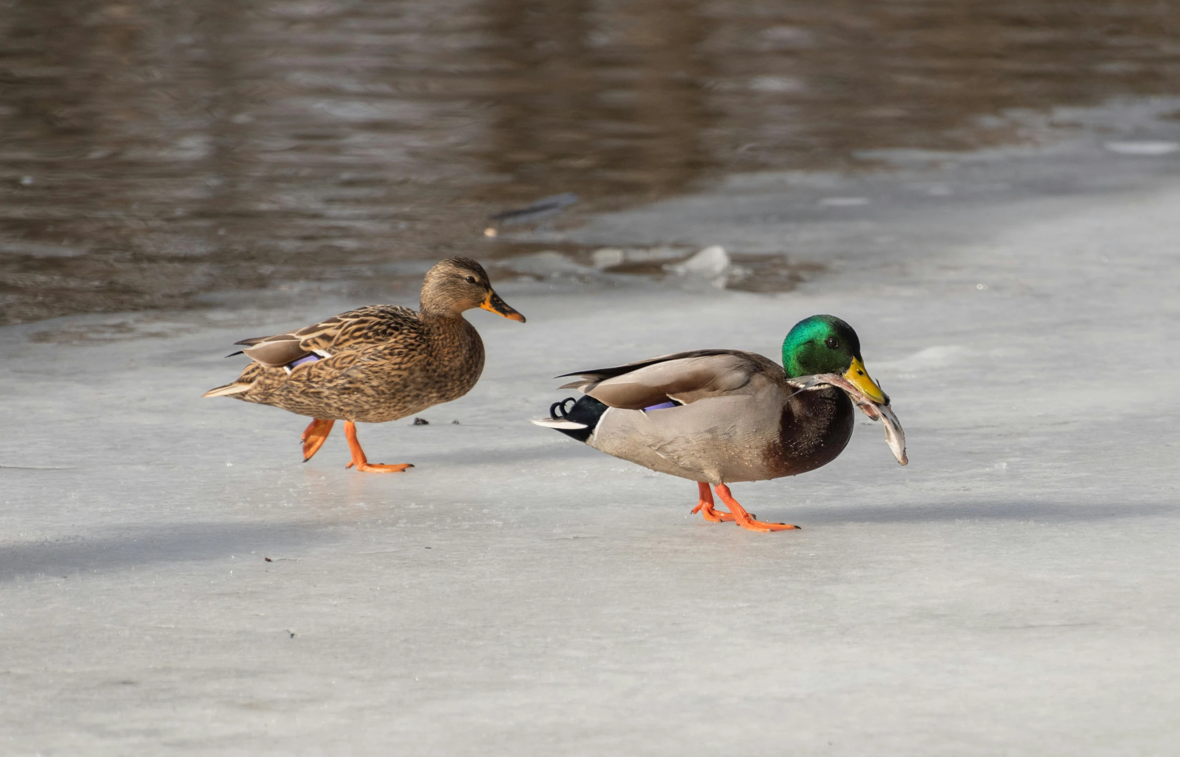 the ducks are together in the water and are standing next to each other