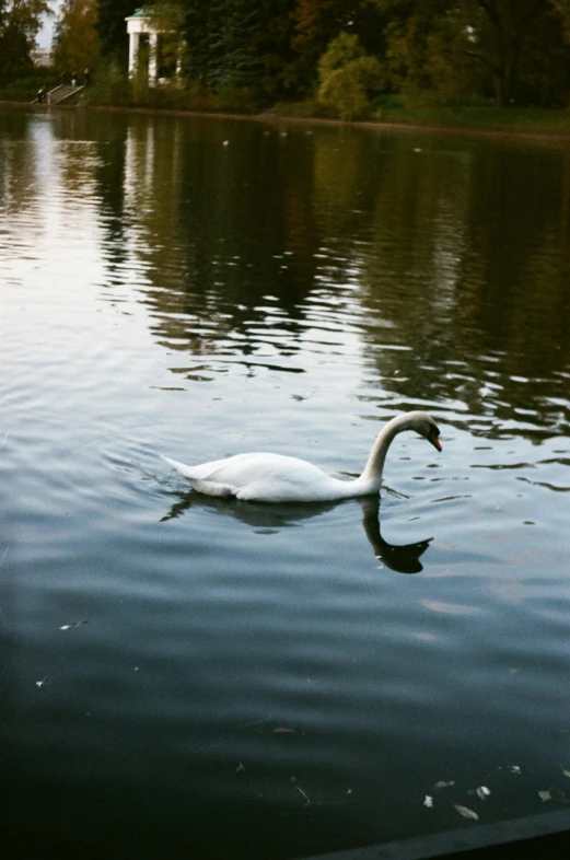 a big pretty white duck floating on the water