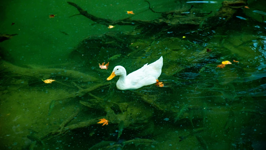 a duck is sitting in the water next to leaves