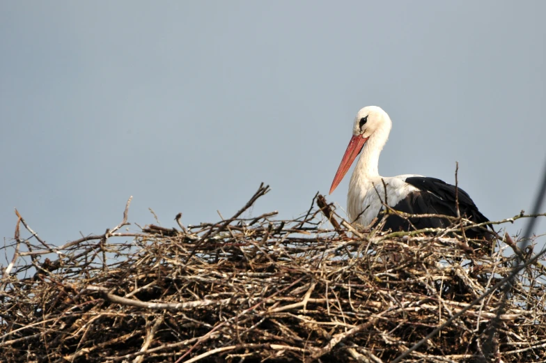 a white stork sitting in a nest with nches