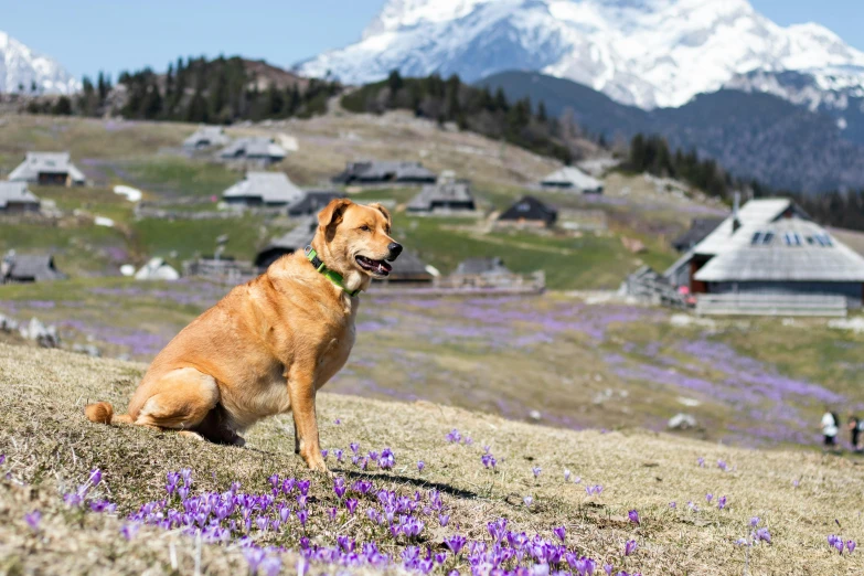 a dog sits on top of a hill with purple flowers