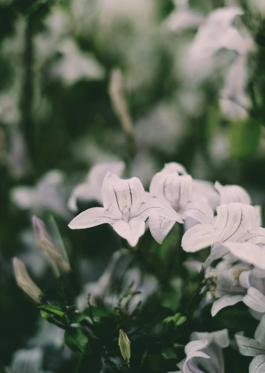 white flowers with small green leaves around them