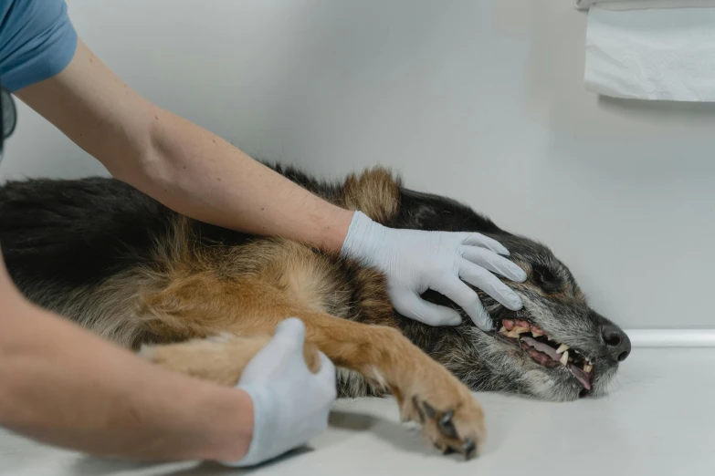 a vet is grooming a dog's skin with a glove