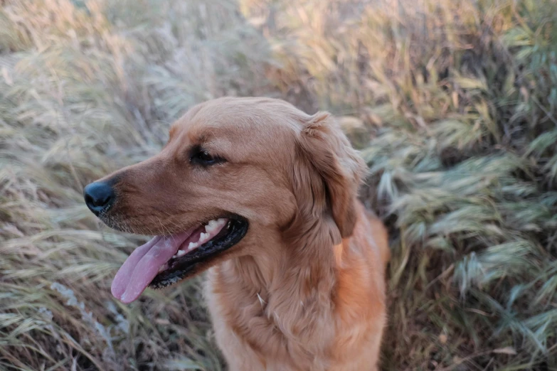 a golden retriever dog stands in the grass