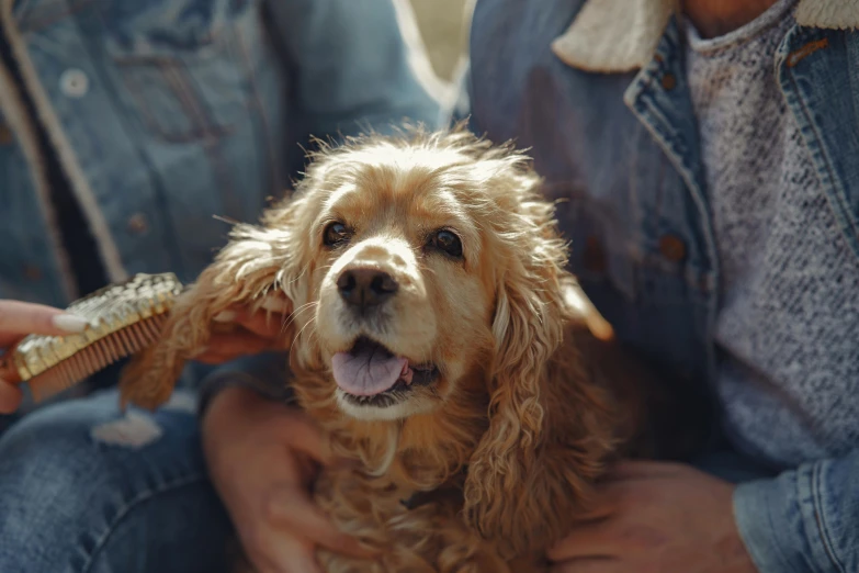 a dog being combed by its owner in the sun