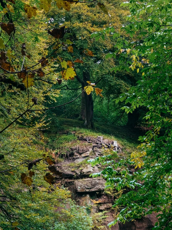 some big rocks on the side of a trail through trees